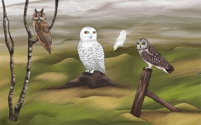 Owls of Iceland